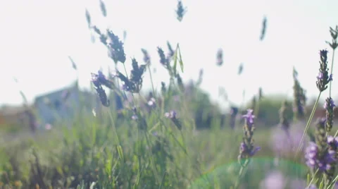 Lavander cutting in the field 스톡 동영상 52514243