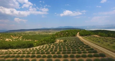 Lavander Drone4k 10 Stock Footage 112066317