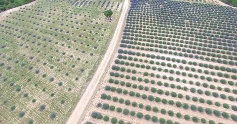 Lavander Drone4k 11 Stock Footage 112066384