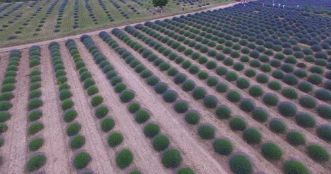 Lavander Drone4k 2 Stock Footage 112065915