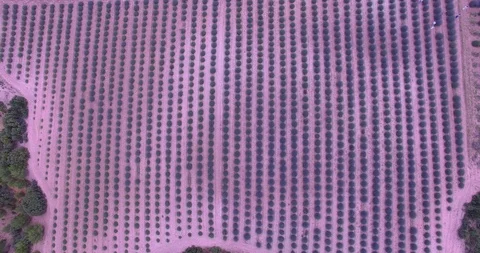 Lavander Drone4k 3 Stock Footage 112065969