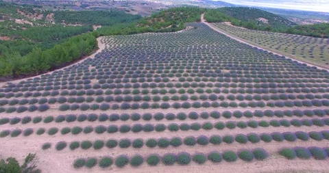 Lavander Drone4k 4 Stock Footage 112065998