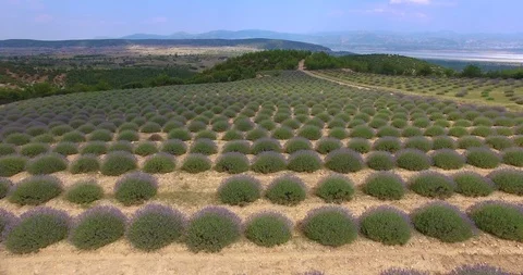 Lavander Drone4k 5 Stock Footage 112066027