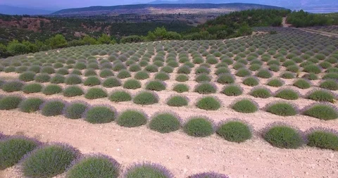 Lavander Drone4k 6 Stock Footage 112066099