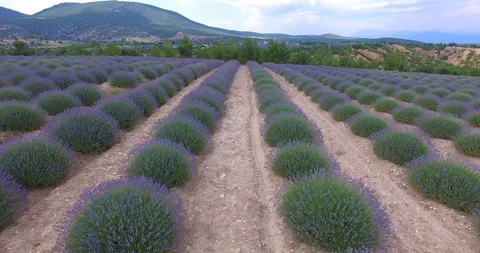 Lavander Drone4k 7 Stock Footage 112066268