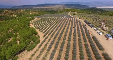 Lavander Drone4k 9 Stock Footage 112066542