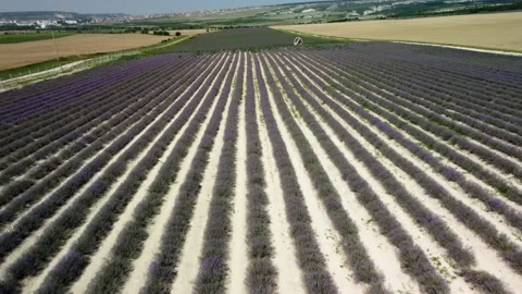 Lavander field Stock Footage 160247203