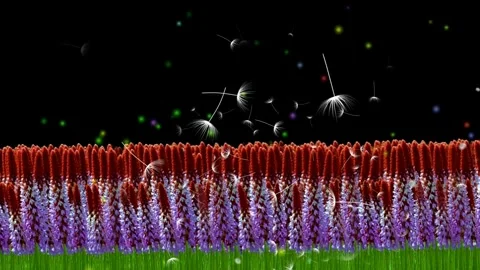 Lavander Field Stock Footage 265487615