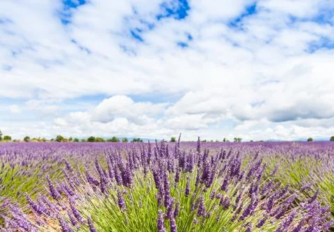 Lavander field Foto stock
