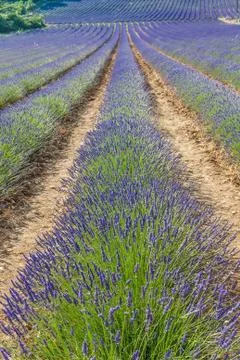 Lavander field Foto stock