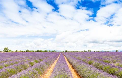 Lavander field Foto stock