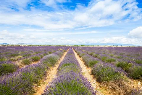 Lavander field Stock-Fotos