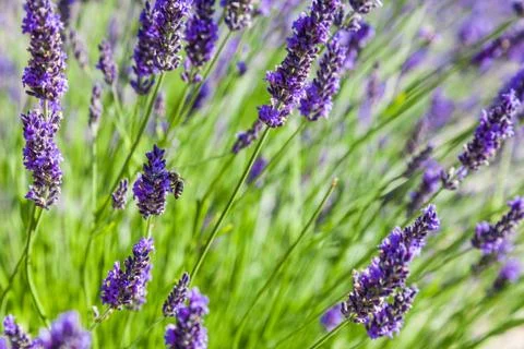 Lavander field Stock Photos