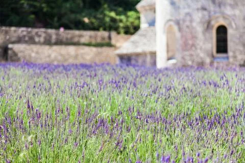 Lavander field Stock-Fotos