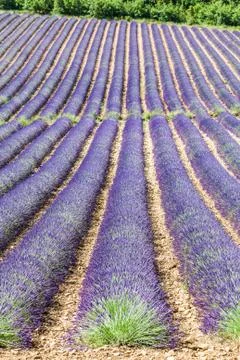 Lavander field Foto stock