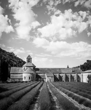 Lavander field Foto stock