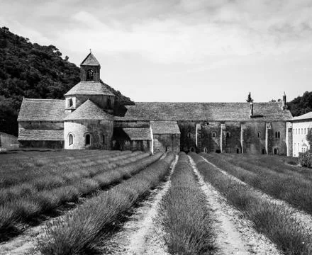 Lavander field Stock Photos