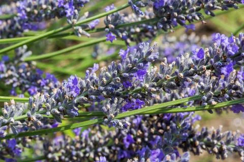 Lavander field. Stock Photos