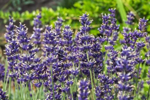 Lavander field Stock Photos