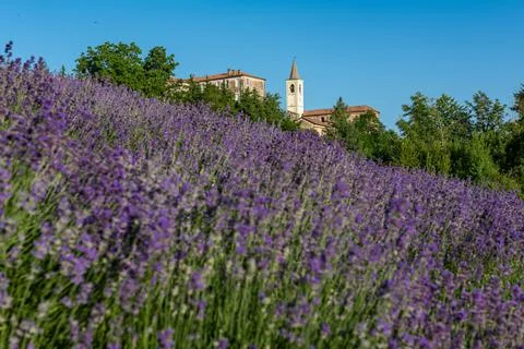 Lavander fields in Piedmont Stock Photos