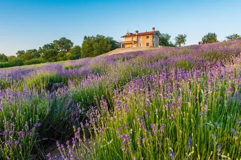 Lavander fields in Piedmont 写真素材
