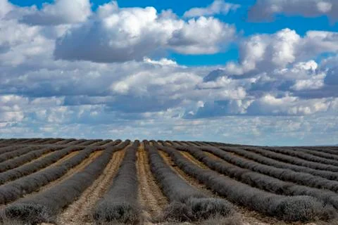 Lavander fields  in wintertime Stock Photos