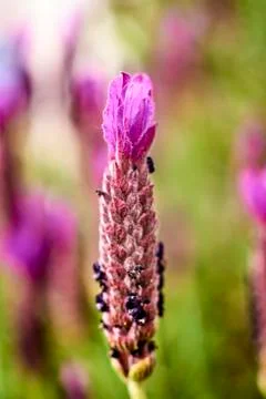 Lavander flower 스톡 사진