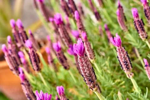Lavander flower Stock-Fotos