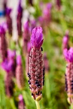 Lavander flower Stock-Fotos