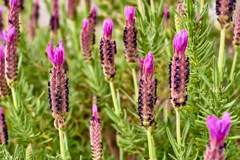 Lavander flower Stock Photos