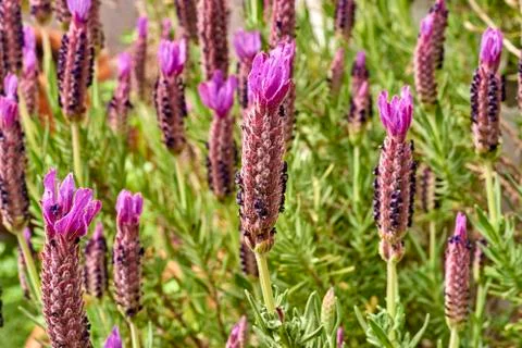 Lavander flower Stock-Fotos