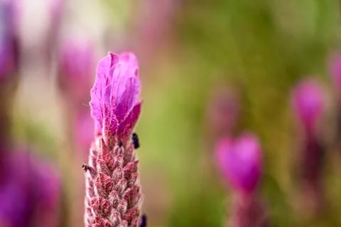 Lavander flower Stock-Fotos