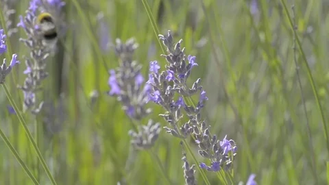 Lavander flowers in a garden Stock Footage 77550818