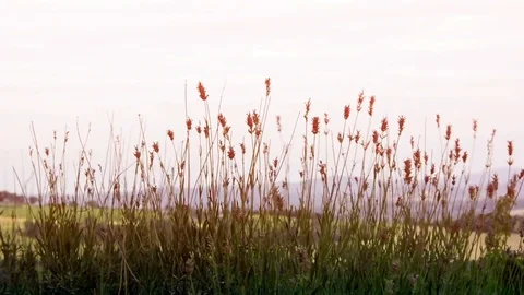 Lavander Flowers moved by the wind Stock Footage 78223159