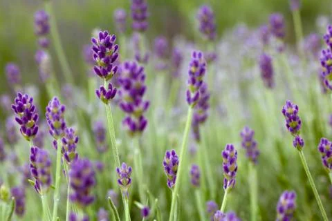 Lavander Flowers Stock Photos