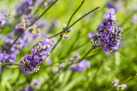 A lavander flowers Stock Photos