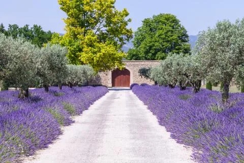 Lavander garden Foto stock