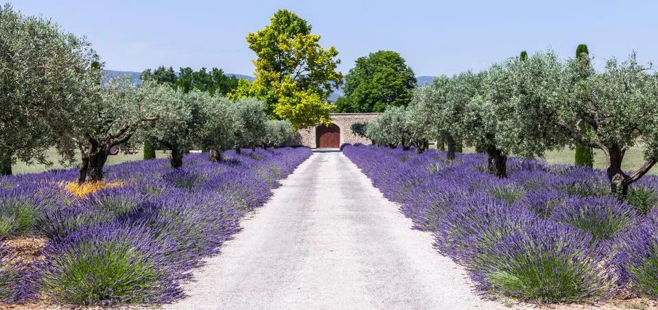 Lavander garden Foto stock