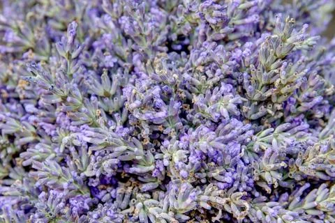 Lavander Stock Photos