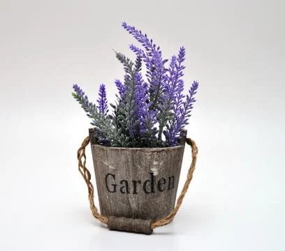 Lavander Stock Photos