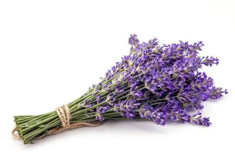 Lavander Foto stock