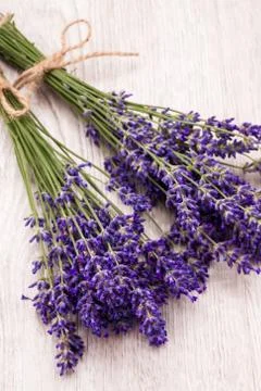 Lavander Foto stock