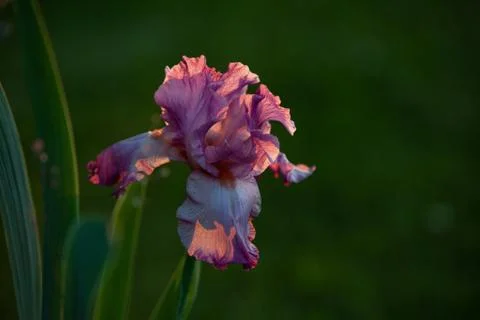 Lavander pink iris shining on the warm summer sunset light close up Stock Photos
