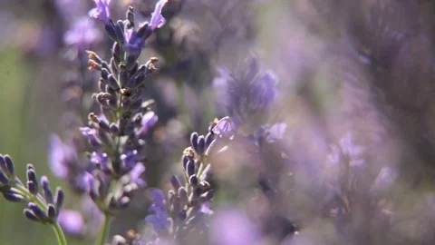 Lavander plant close up. Pull focus with light wind Stock Footage 112951810