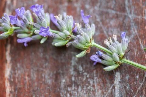 Lavander on red Fotos Stock