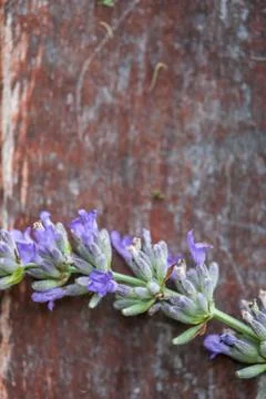 Lavander on red Photos