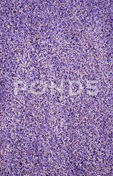 Lavander seeds background Stock Photos