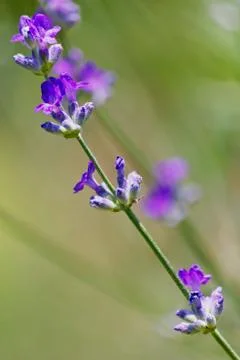 Lavander Stems Stock Photos