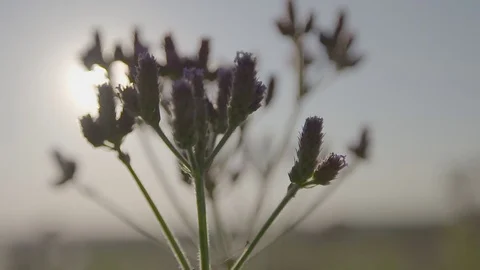 Lavander with sun in background Stock Footage 74061225