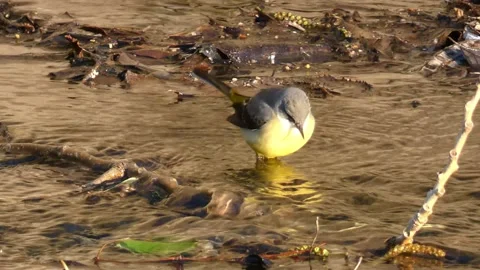Lavandera Cascadena or gray wagtail, Motacilla cinerea, looking for food in the Stock Footage 234622224